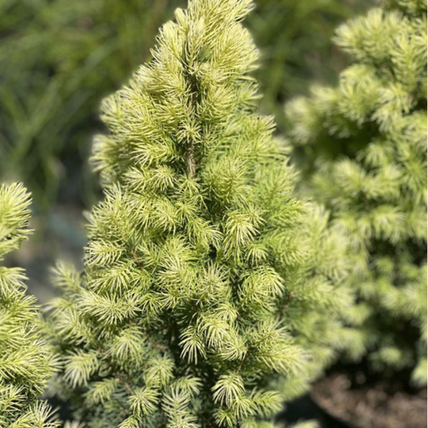 Świerk biały Biesenthaler Fruhling (C2)