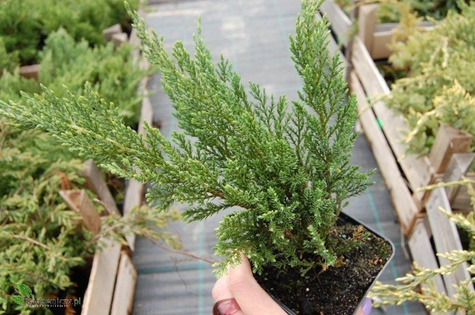 Jałowiec sabiński Glauca