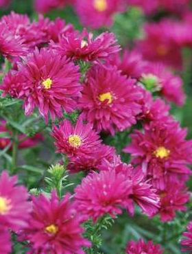Aster nowobelgijski Royal Ruby 
