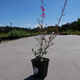 Gaura Gambit Variegata Rose (C2)