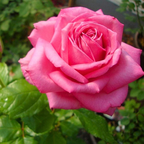 Róża wielkokwiatowa Weeding Bells balot