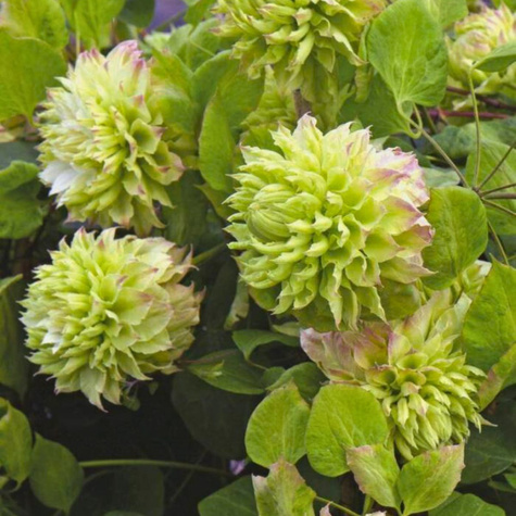 Powojnik Clematis Sen-no-kaze (C2)