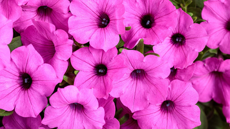 Surfinia Supertunia Vista Jazzberry samoczyszcząca