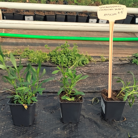 Ostrogowiec czerwony Albus (C2)