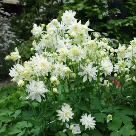 Orlik pospolity plena Green Apples (C2)