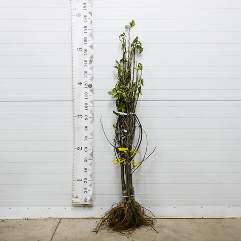 Jabłoń Elstar Plant Pack