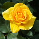 Róża Wielkokwiatowa ŻÓŁTA