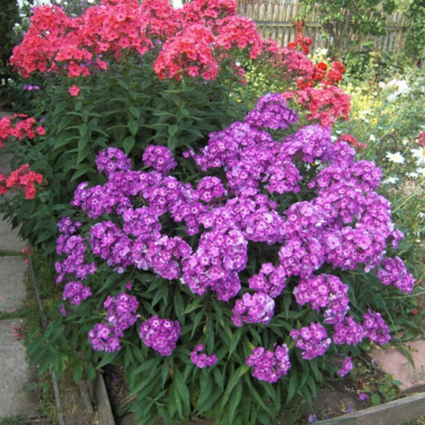 Płomyk wiechowaty Floks Uspech (C2)