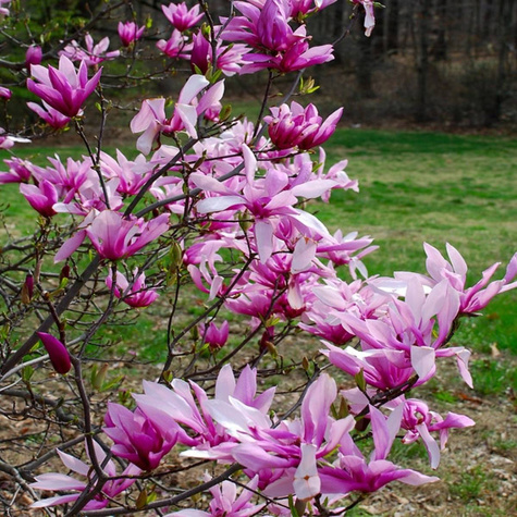 Magnolia Betty (P9)