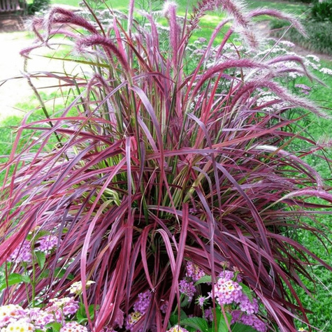 Rozplenica obca Cherry Sparkler Watzmann