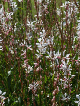 Gaura 0,4g