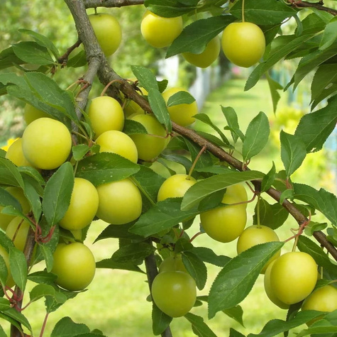 Śliwa Mirabelka z Nancy Plant Pack