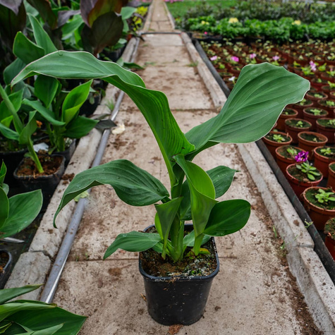 Kanna Canna czerwona zielonolistna Paciorecznik SADZONKA C2