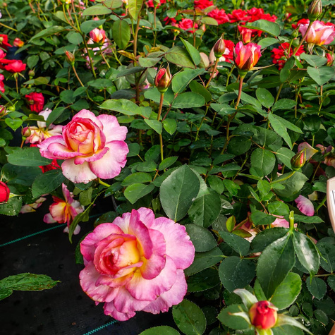 Róża parkowa National Parks Gorgeous (C2) pachnąca