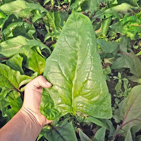 ZESTAW ALLEGRO Szpinak olbrzymi zimowy 10g