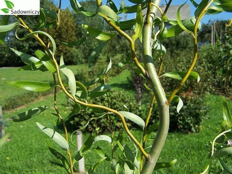 Wierzba erythroflexuosa (C2)