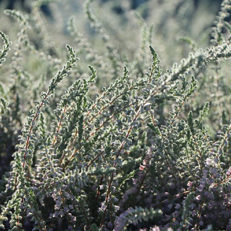 Wrzos pospolity biały kwiat liście srebrno-zielone sadzonki