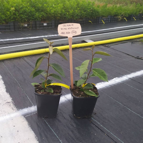 Oliwnik Ebbinga zimozielony (C2)