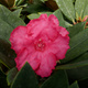 Rododendron Vollbelut (C2)
