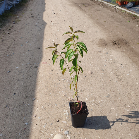 Dereń jedwabny (C2)