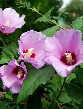 Ketmia syryjska Mauve Queen (C2)
