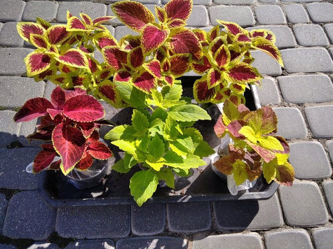 Koleus Coleus Pokrzywka Mix kolorów