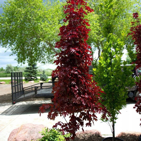 Klon pospolity Crimson Centry kolumnowy