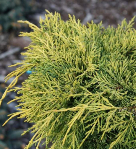 Jałowiec pośredni King of Spring (P9)