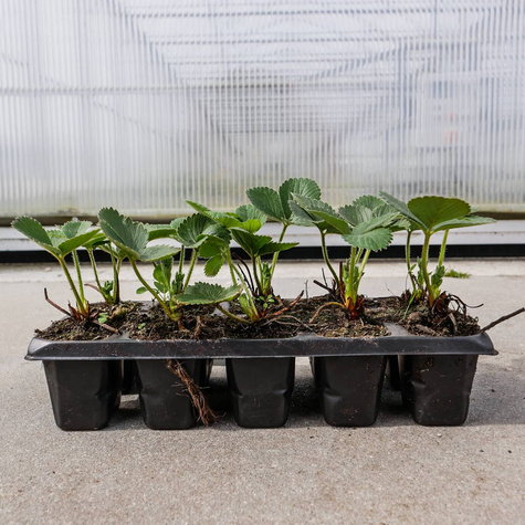 Truskawka Honeoye wczesna Multiplat 10szt