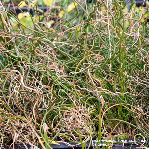 Sit Rozpierzchły Spiralny (C2)