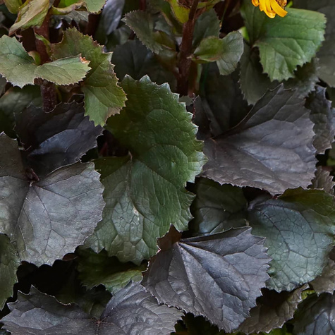 Języczka pomarańczowa Pandora (P9)