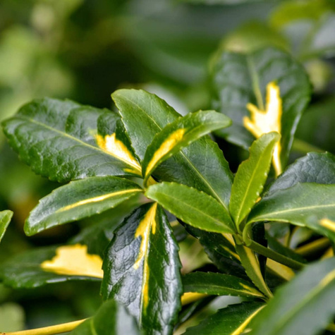 Trzmielina Fortune'a Interbolwi (C2)