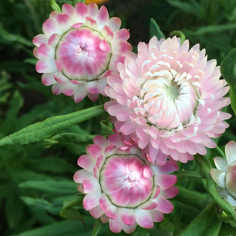 Nieśmiertelnik/ Kocanka różowa1g