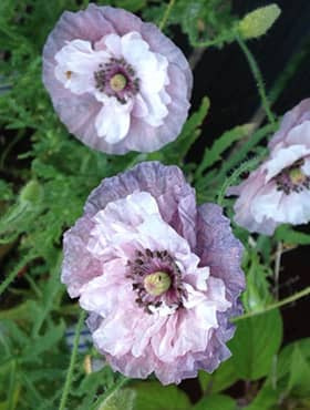 Mak polny Amazing Grey 0,1g