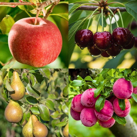 Zestaw Sad Dla Laików Plant Pack