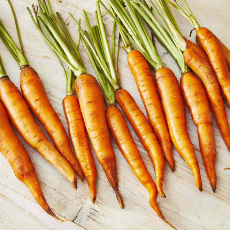 BIO Marchew Berlikumer 2 Nasiona 5g.