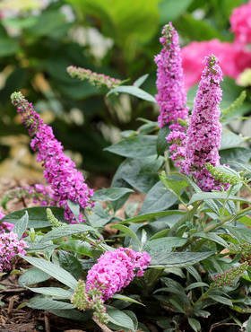 Budleja Dawida Pink Micro Chip