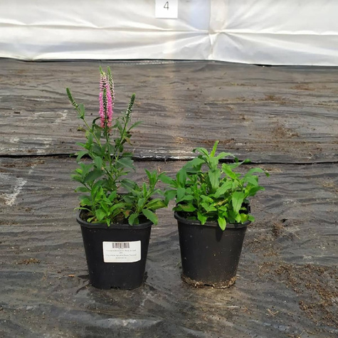 Przetacznik kłosowy Rosa Zwerg (C2)