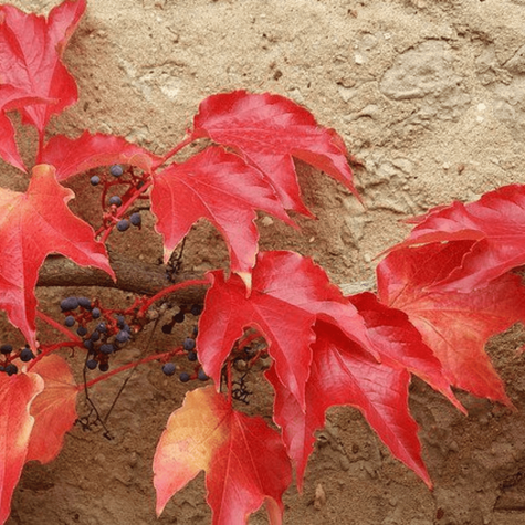 Winobluszcz trójklapowy Veitchii