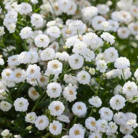 Krwanik kichawiec biały 0,1g Polan