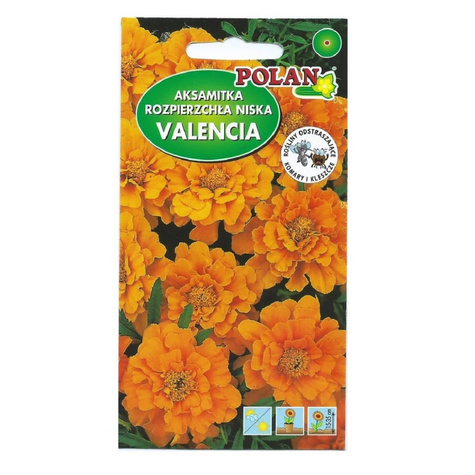 Aksamitka rozpierzchła niska pełna Valencia pomarańczowa 1g