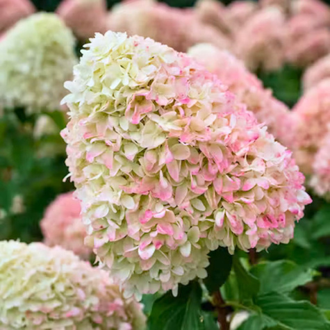 Hortensja bukietowa Living Strawberry Bloosom (C2)