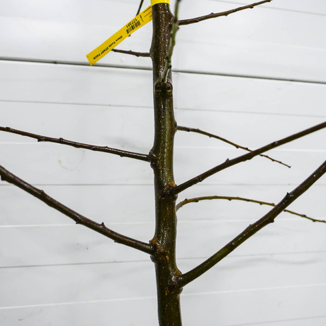 Śliwa Taste pyszna Plant Pack