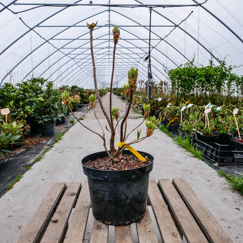 Azalia żółta (C2)