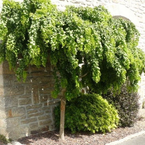 Robinia akacjowa 'Twisty Baby' szczepiona na pniu