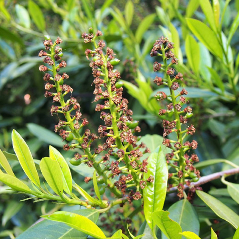 Laurowiśnia wschodnia Rotundifolia (P9)