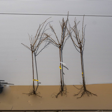 Agrest czerwony Hinnonmaki Rot na pniu Plant Pack