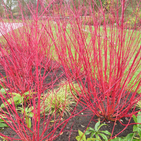 Dereń biały 'Red Gnome' (C2)