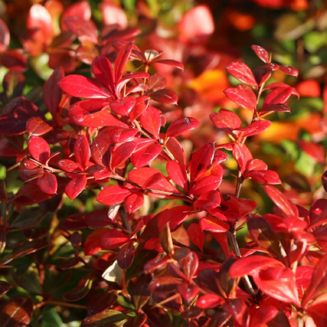 Berberys pośredni Parkjuweel (C2)