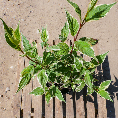 Dereń rozłogowy 'White Gold' (C2)